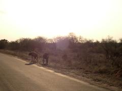 Kruger National Park – October 21, 2014